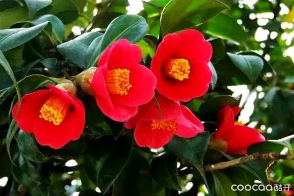 【市花识多少】——6